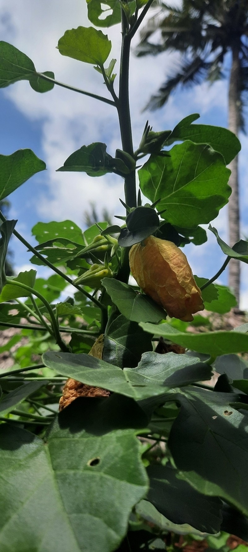 Hibiscus greenwayi photo 4