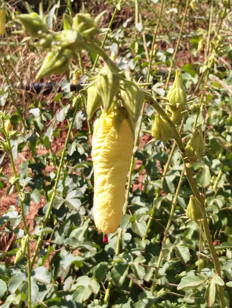 Hibiscus greenwayi photo 5
