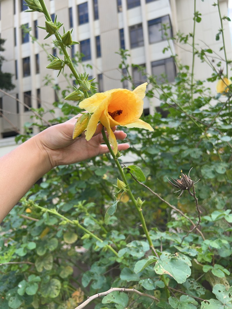 Hibiscus greenwayi photo 7