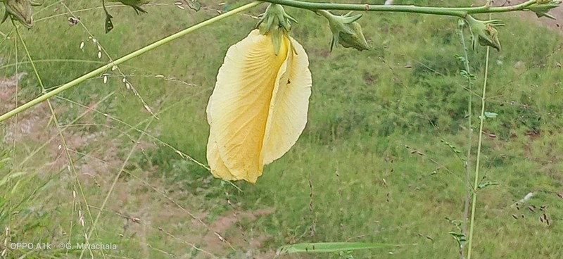 Hibiscus greenwayi photo 8