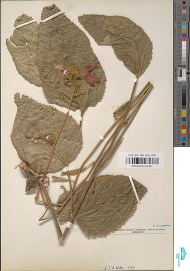 Hibiscus guerkeanus photo 2