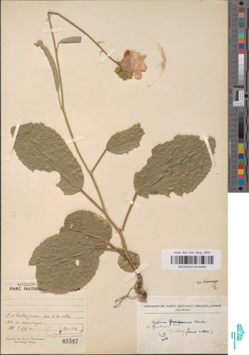 Hibiscus guerkeanus photo 4