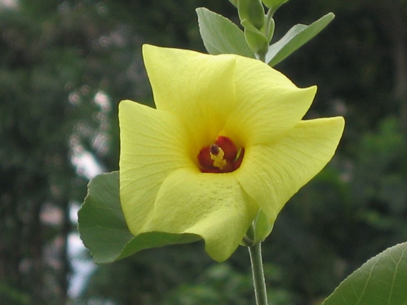 Hibiscus hamabo