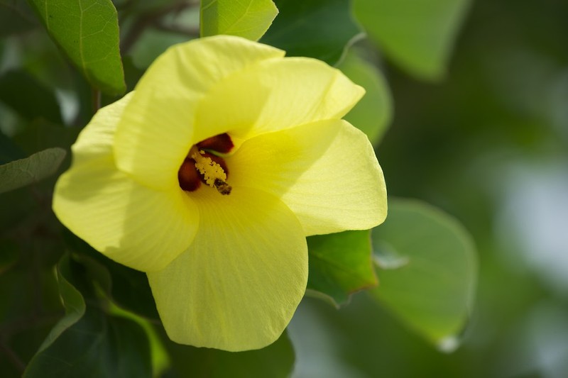 Hibiscus hamabo photo 2