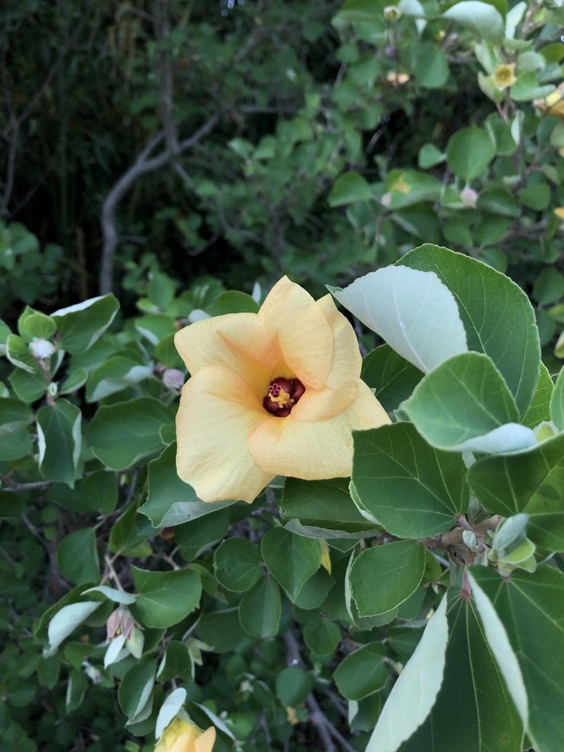 Hibiscus hamabo photo 4