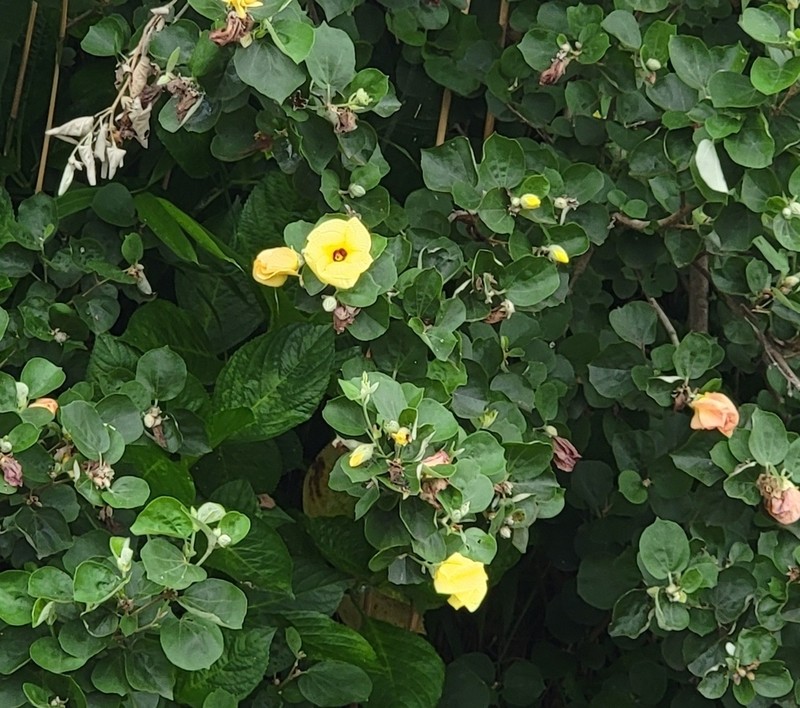 Hibiscus hamabo photo 5