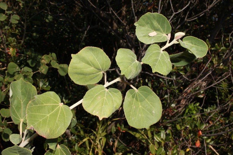 Hibiscus hamabo photo 6