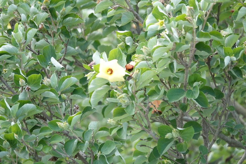 Hibiscus hamabo photo 7