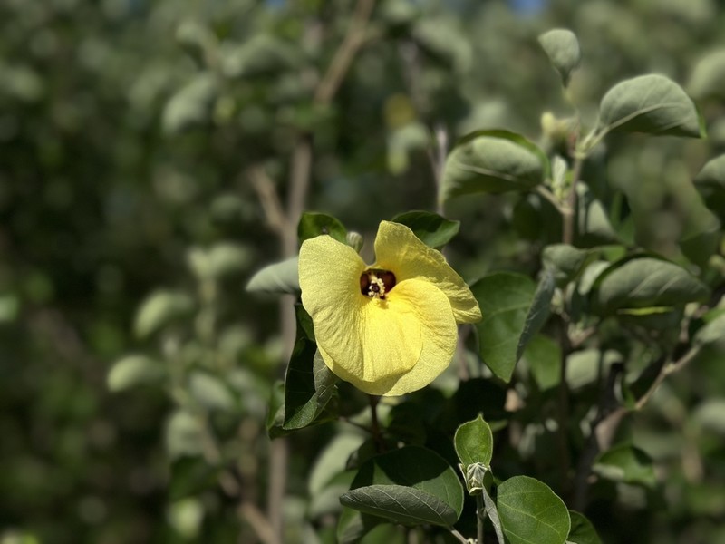 Hibiscus hamabo photo 8