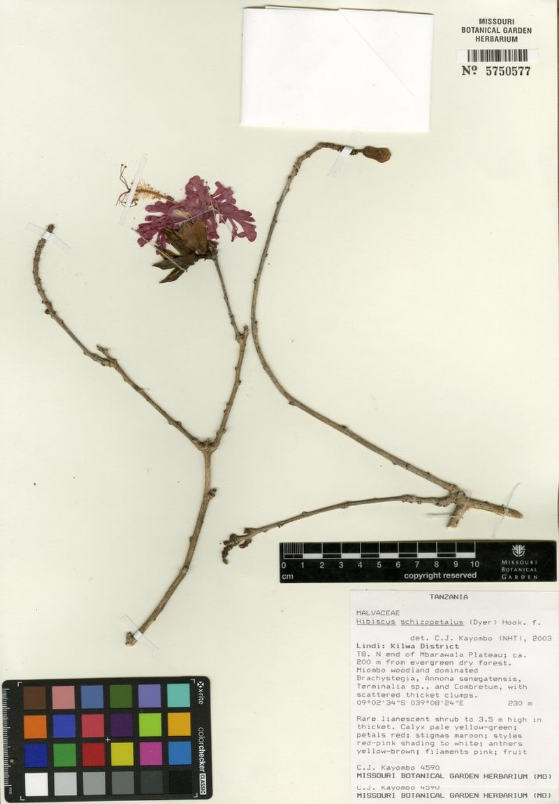 Hibiscus hareyae