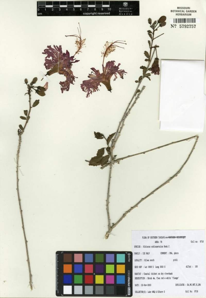 Hibiscus hareyae photo 2
