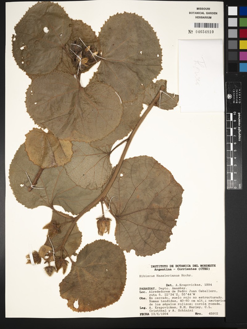 Hibiscus hasslerianus