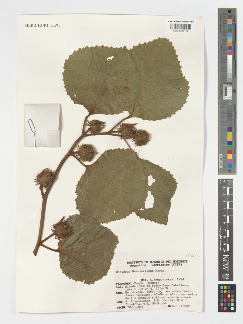 Hibiscus hasslerianus photo 2