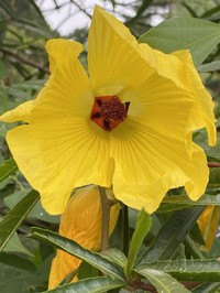 Hibiscus heterophyllus