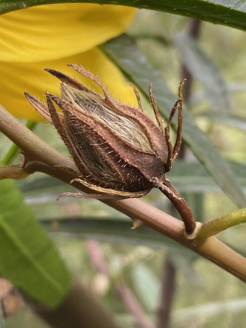 Hibiscus heterophyllus photo 2
