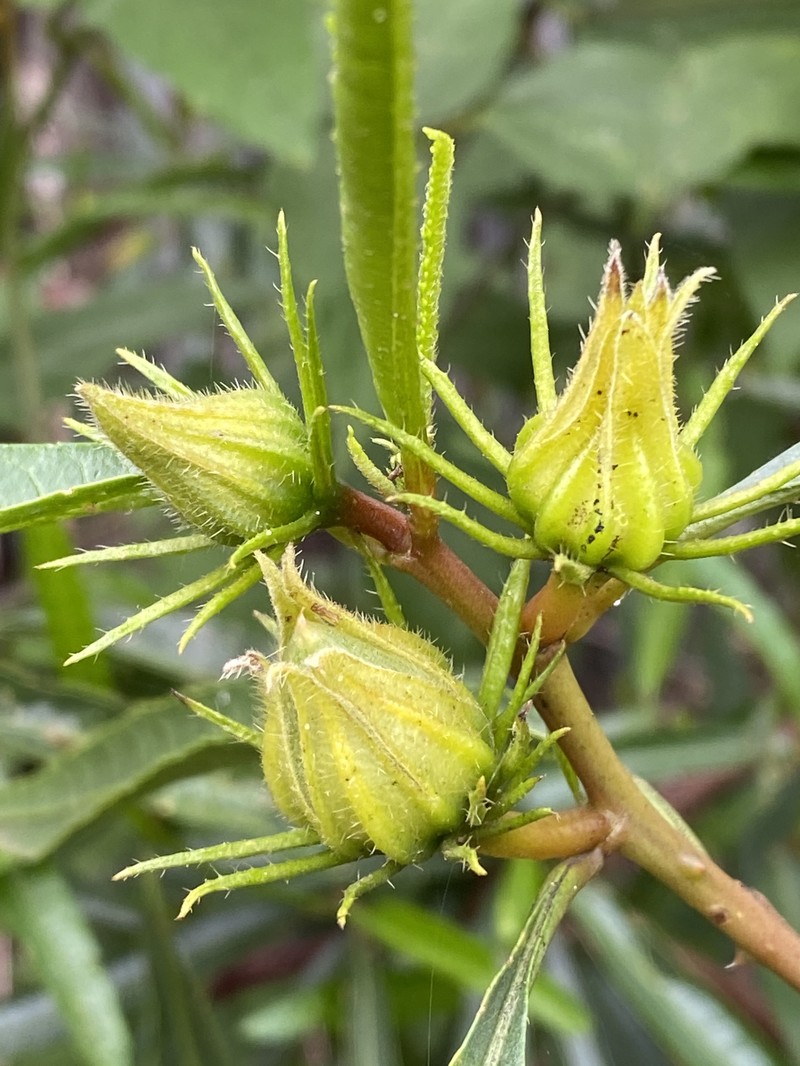 Hibiscus heterophyllus photo 3