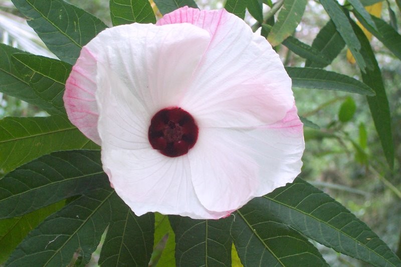 Hibiscus heterophyllus photo 4