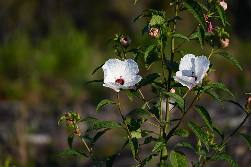 Hibiscus heterophyllus photo 5