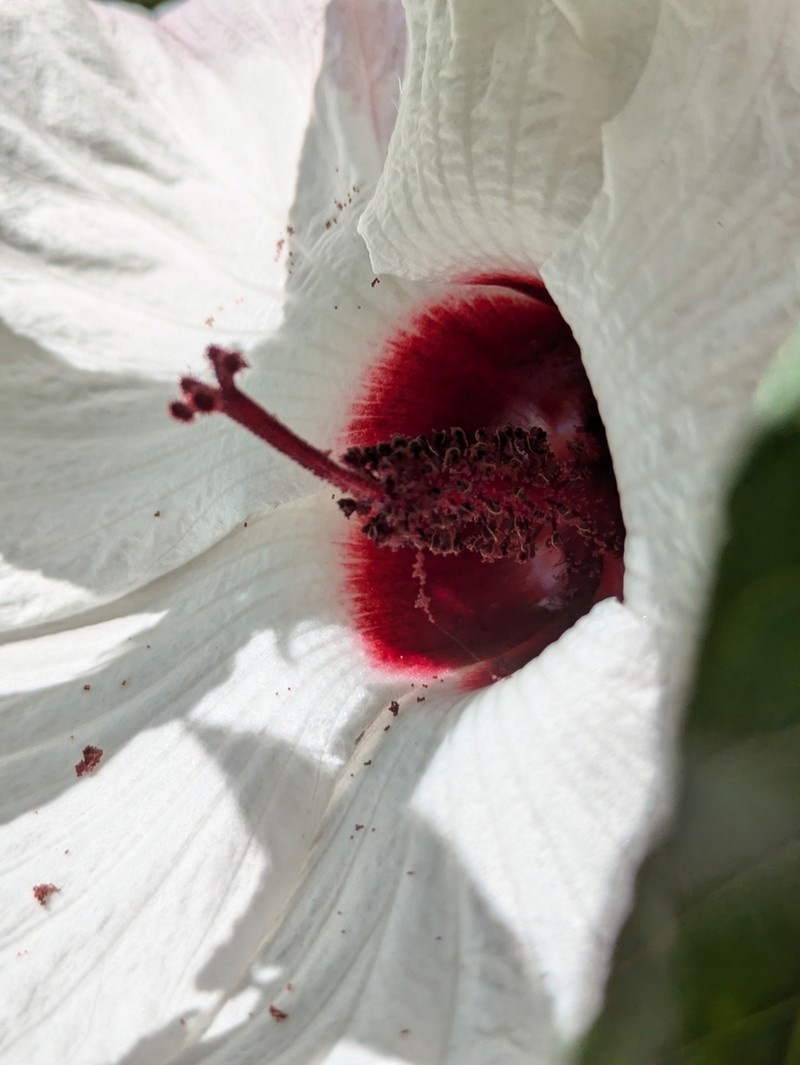 Hibiscus heterophyllus photo 6