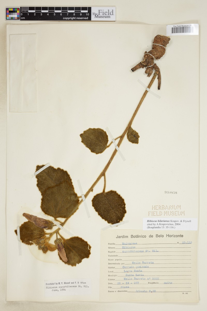 Hibiscus hilarianus