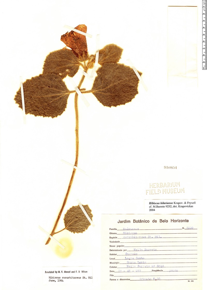 Hibiscus hilarianus photo 2