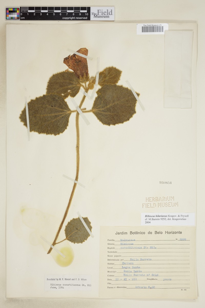 Hibiscus hilarianus photo 3