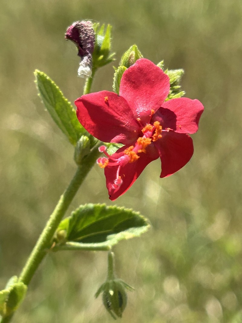 Hibiscus hildebrandtii