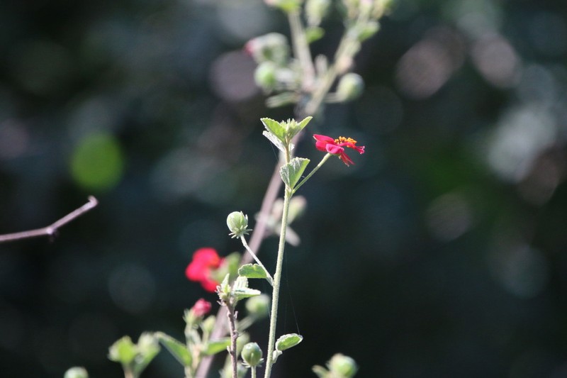 Hibiscus hildebrandtii photo 2