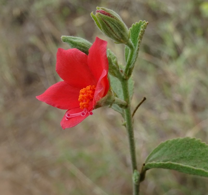 Hibiscus hildebrandtii photo 3