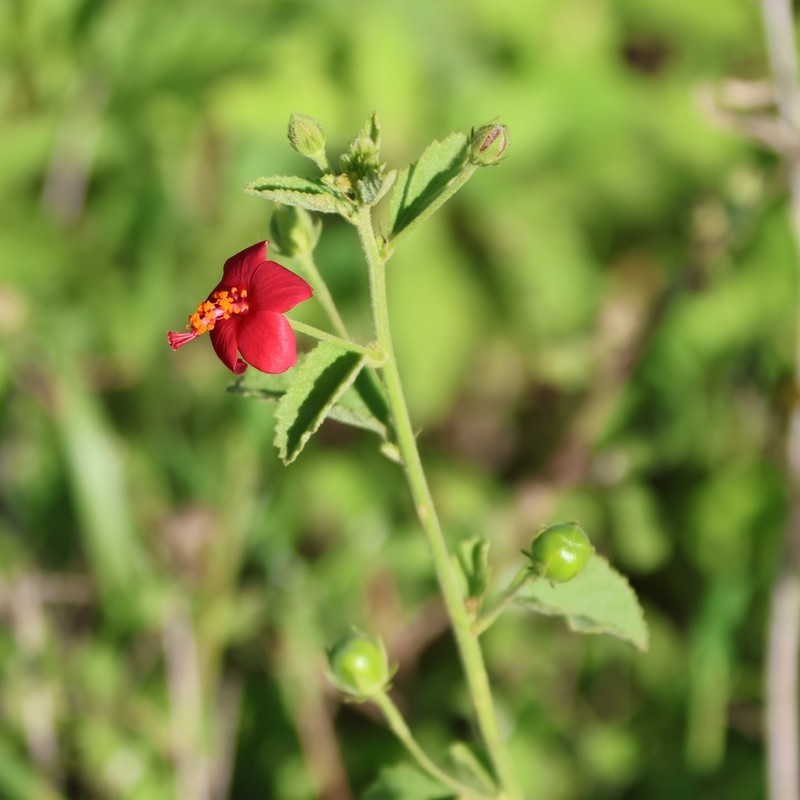 Hibiscus hildebrandtii photo 4