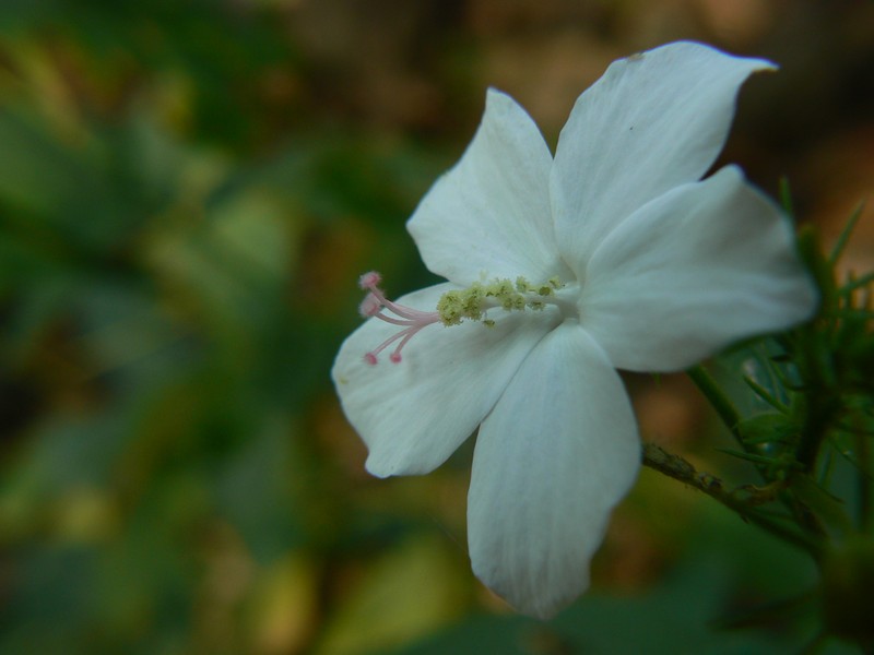 Hibiscus hirtus