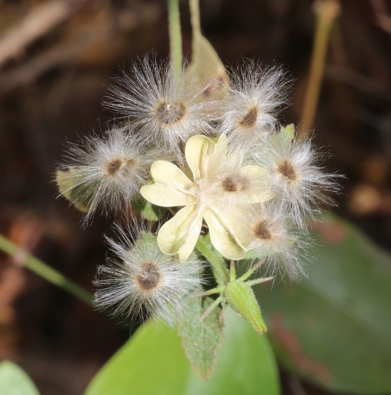 Hibiscus hirtus photo 2