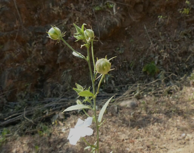 Hibiscus hirtus photo 3