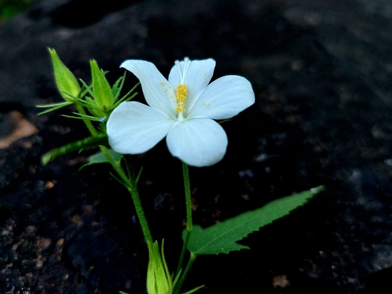 Hibiscus hirtus photo 4