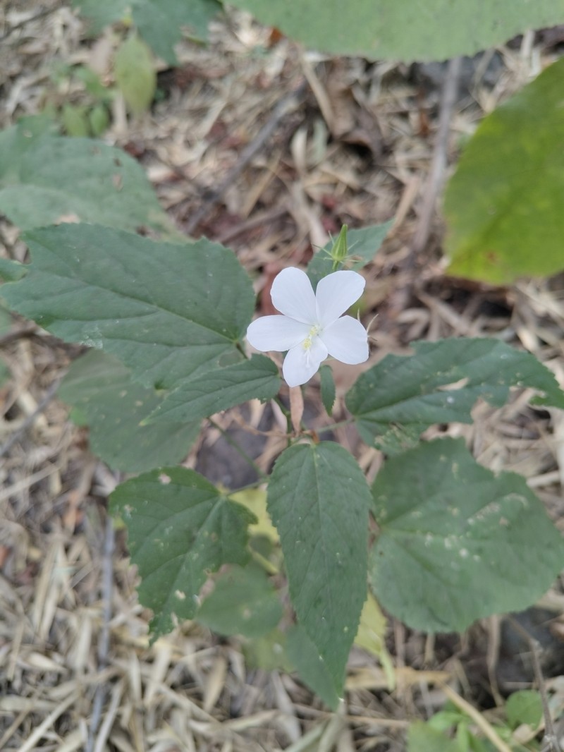 Hibiscus hirtus photo 6