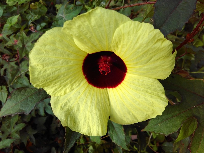 Hibiscus hispidissimus