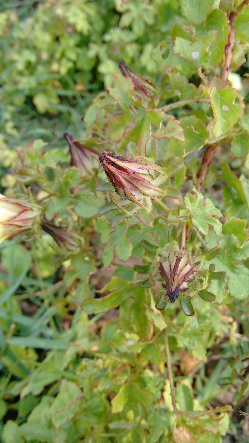 Hibiscus hispidissimus photo 2