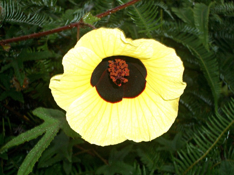 Hibiscus hispidissimus photo 3