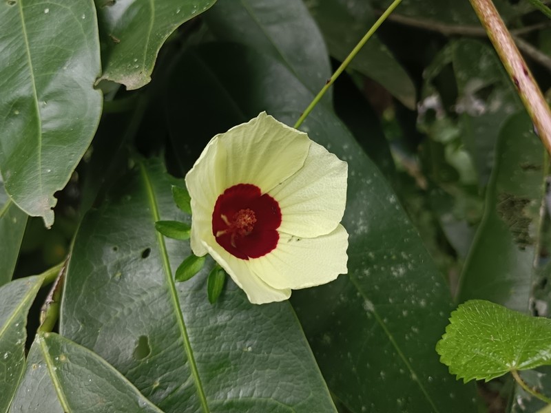 Hibiscus hispidissimus photo 6