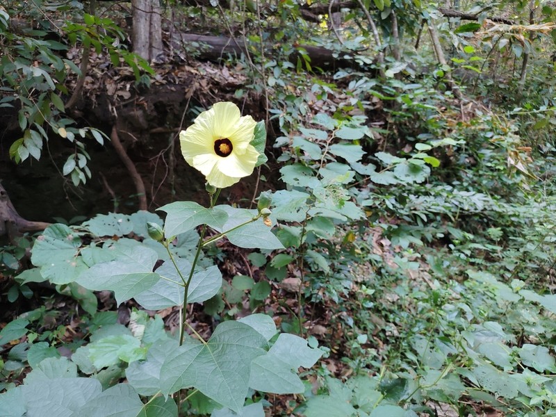 Hibiscus hispidissimus photo 7