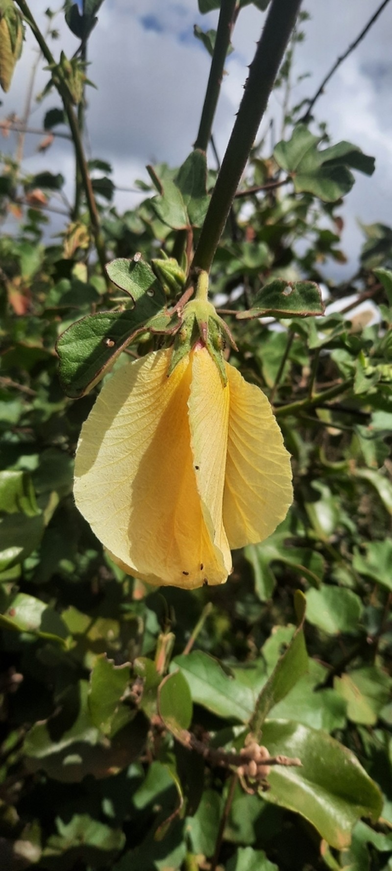 Hibiscus holstii photo 2