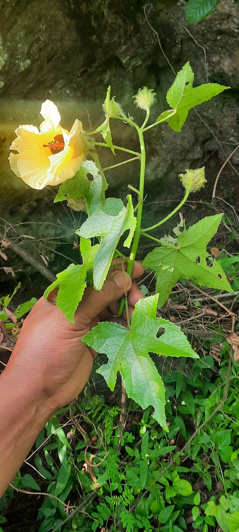 Hibiscus holstii photo 5