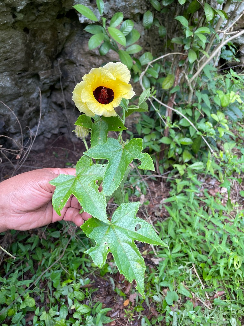 Hibiscus holstii photo 7