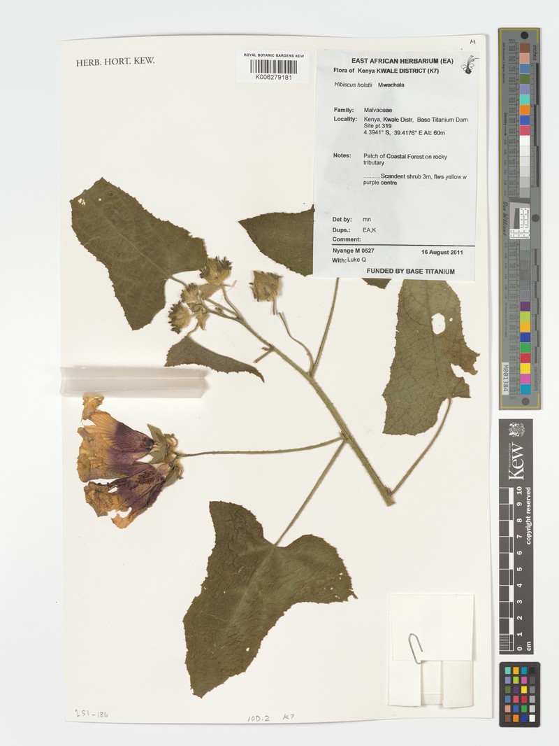 Hibiscus holstii photo 8