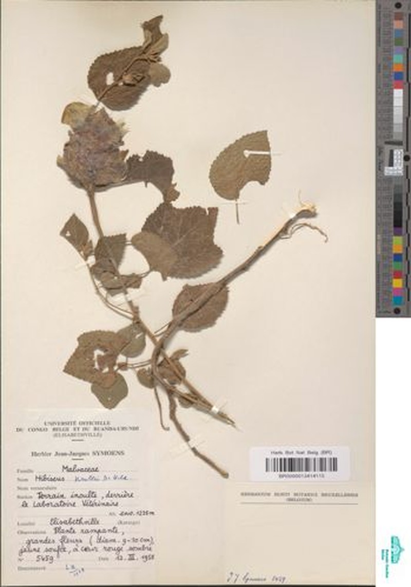 Hibiscus homblei