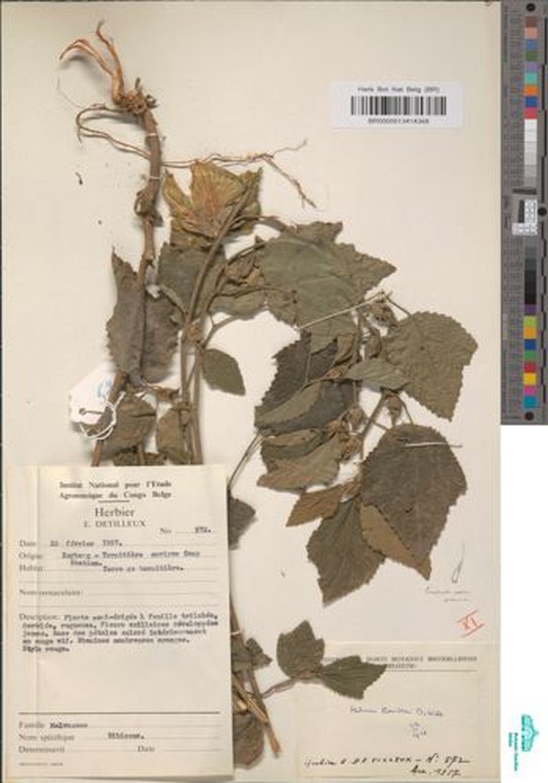 Hibiscus homblei photo 2