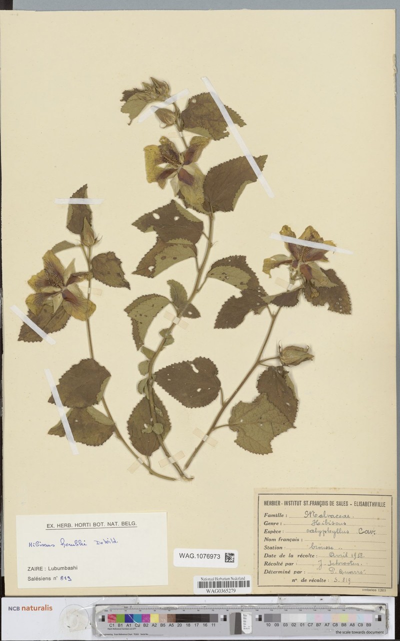 Hibiscus homblei photo 6