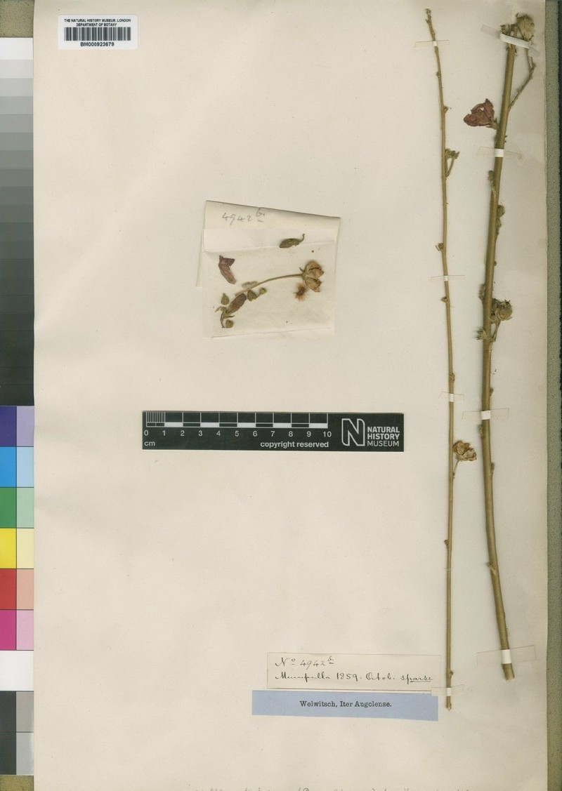 Hibiscus huillensis photo 2