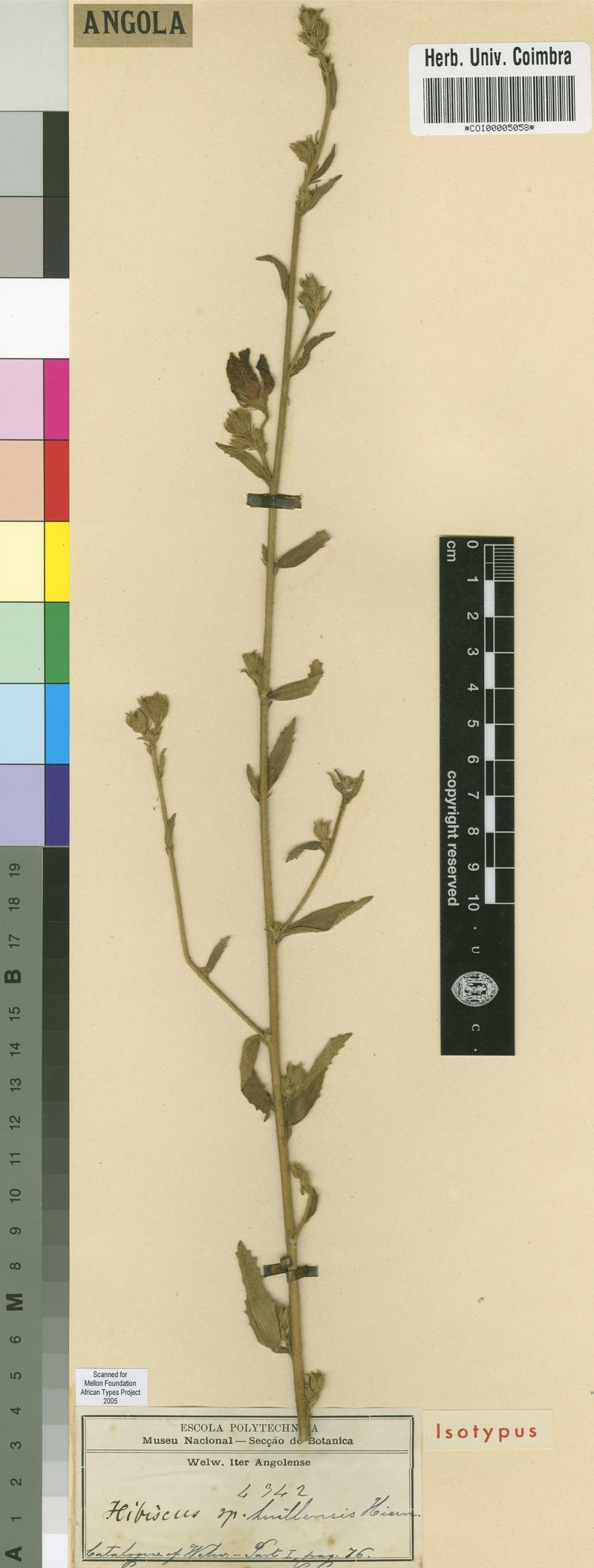 Hibiscus huillensis