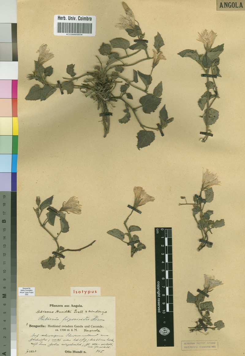 Hibiscus hundtii